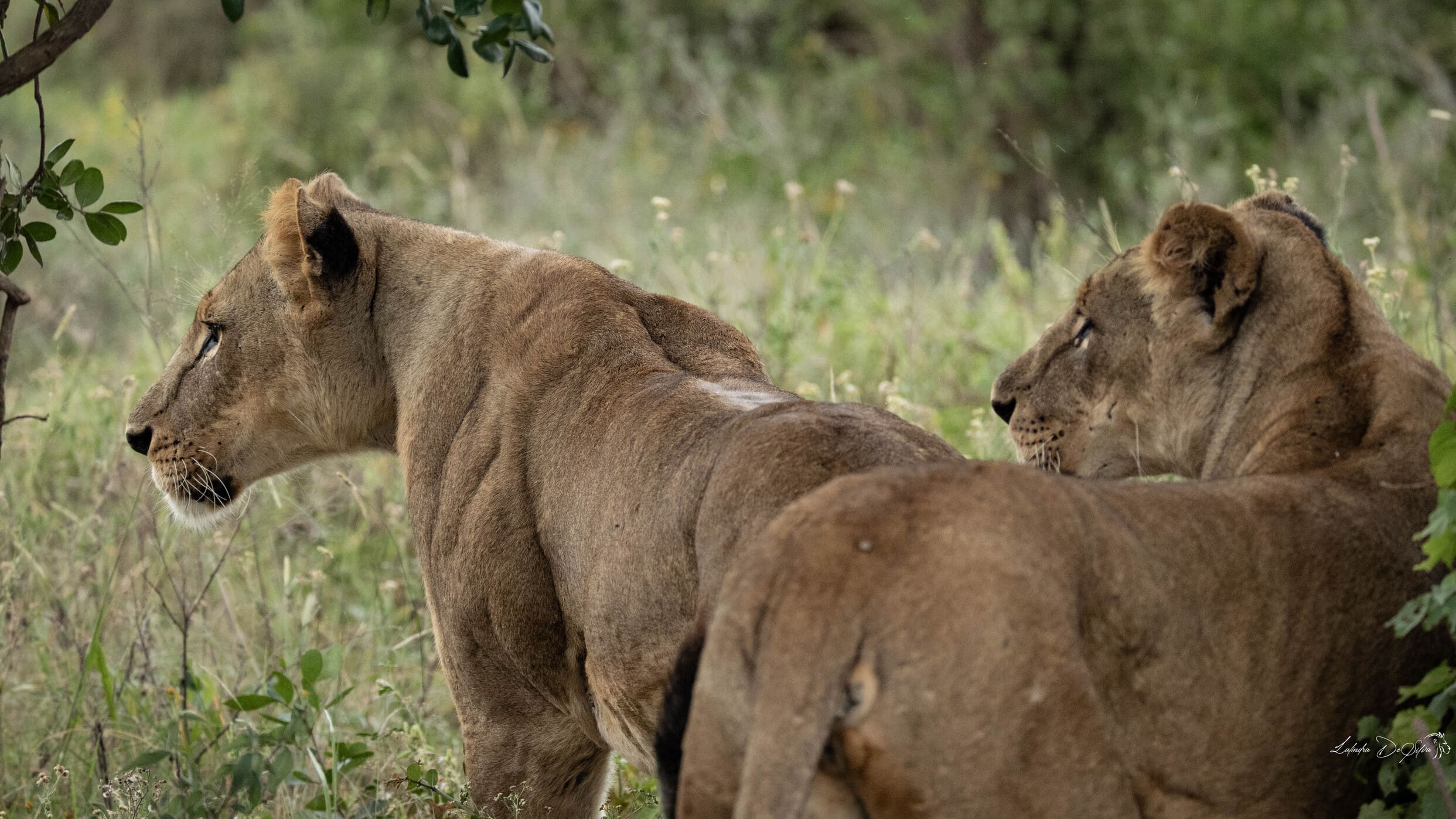 Nairobi National Park