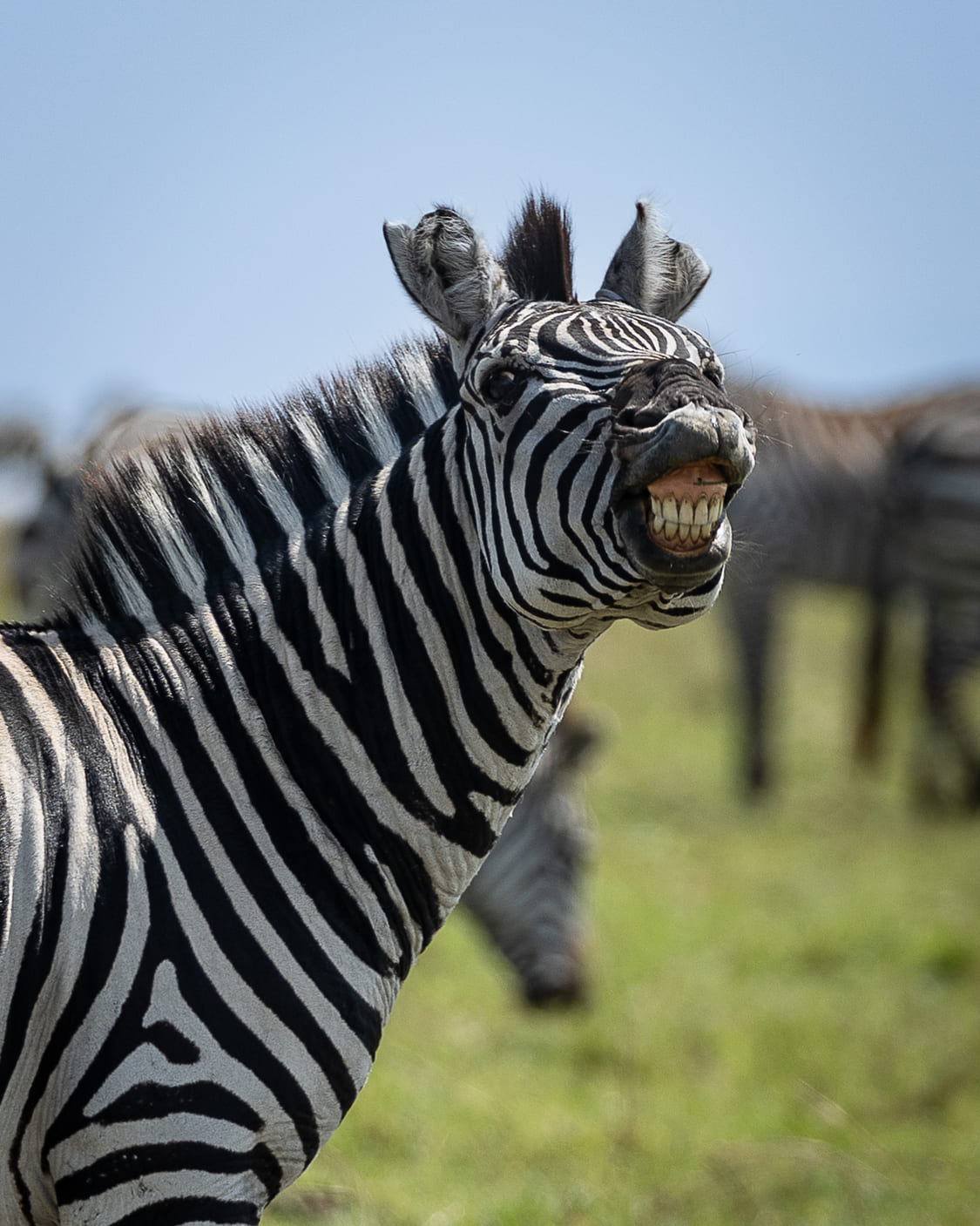 Tanzania Safari tour - 9 nights / 10 days