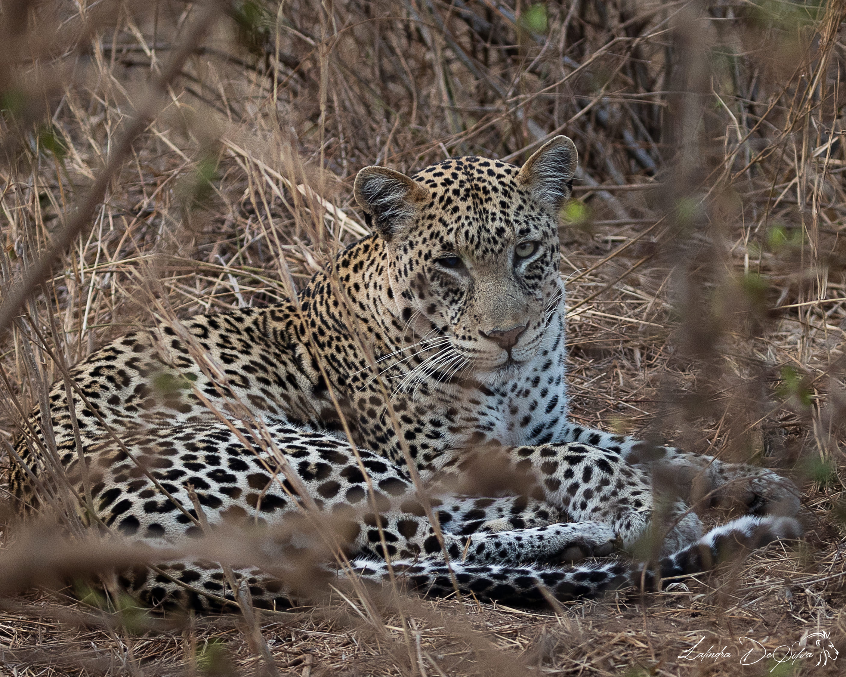 Tsavo National Park (East and West)
