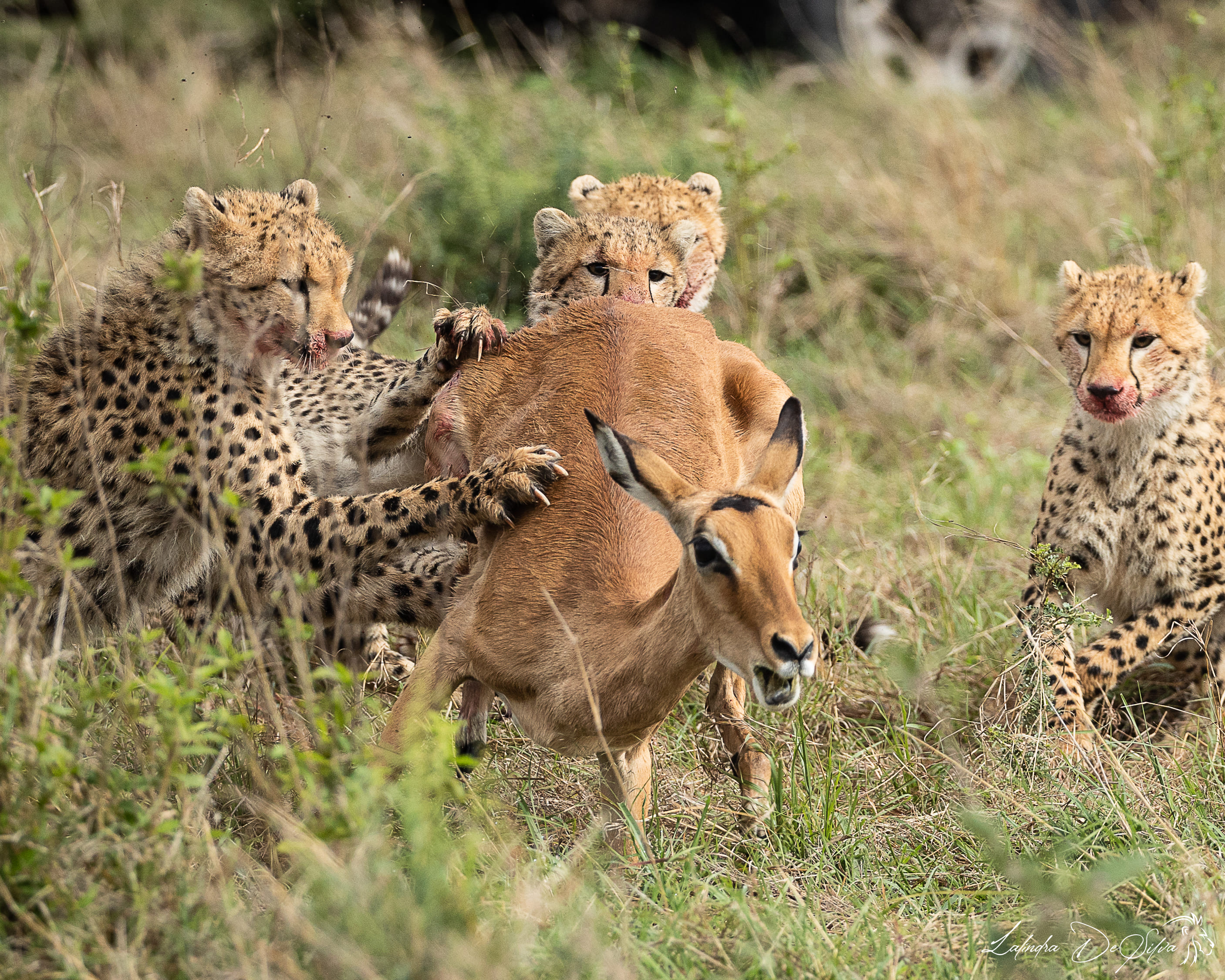 FIVE Things You Should Pack for Your African Safari