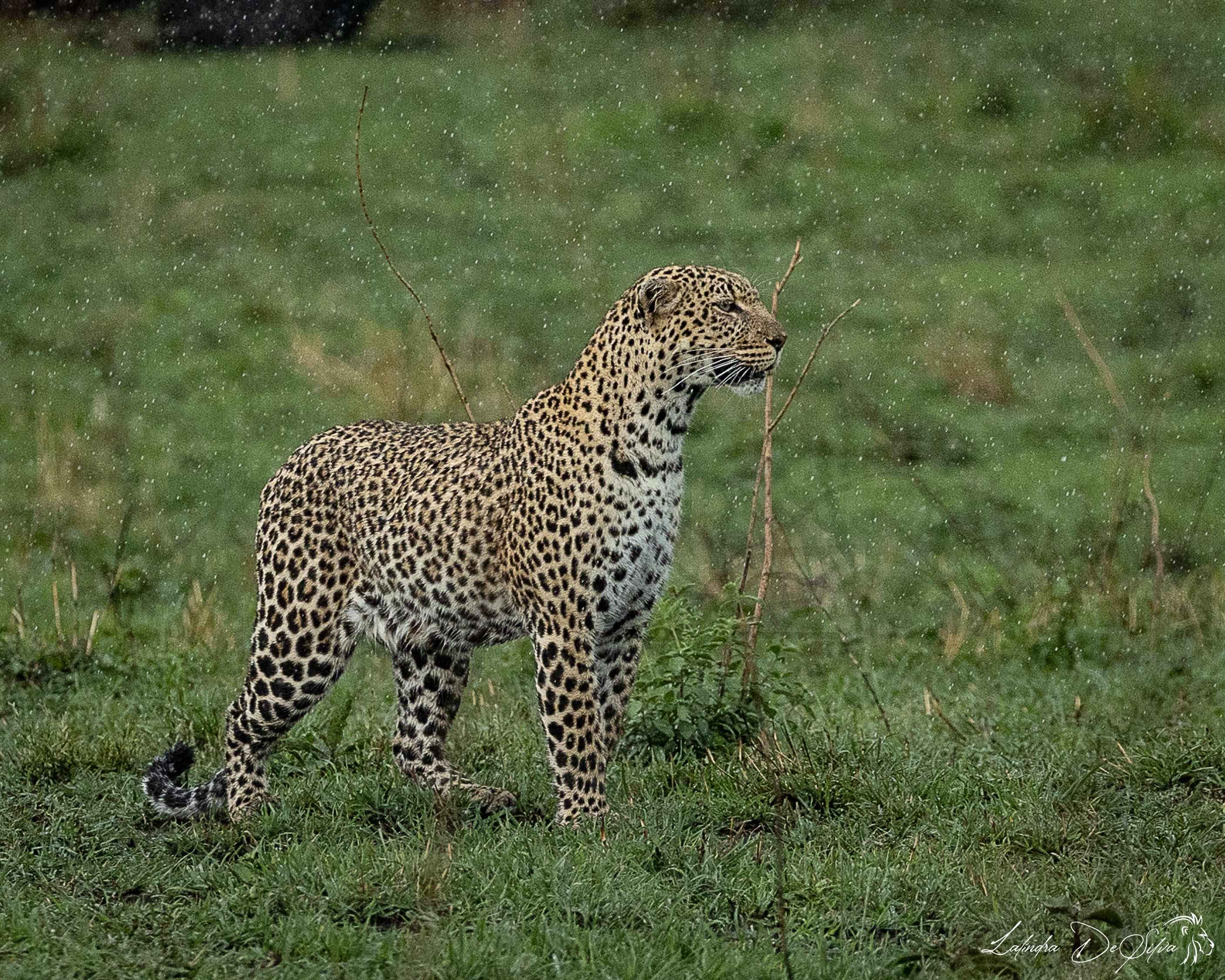 Masai Mara National Reserve