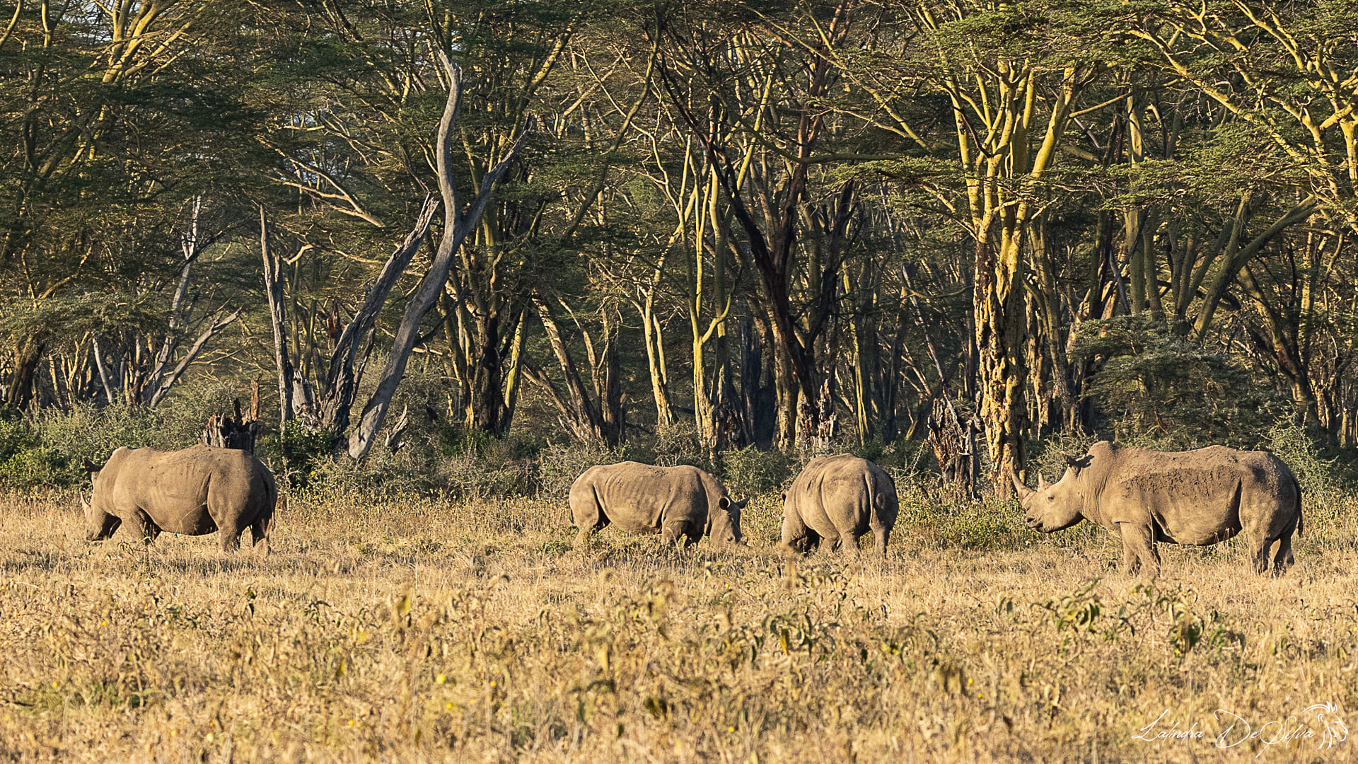Lake Nakuru National Park