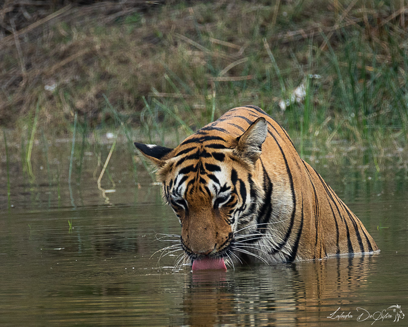 Tadoba