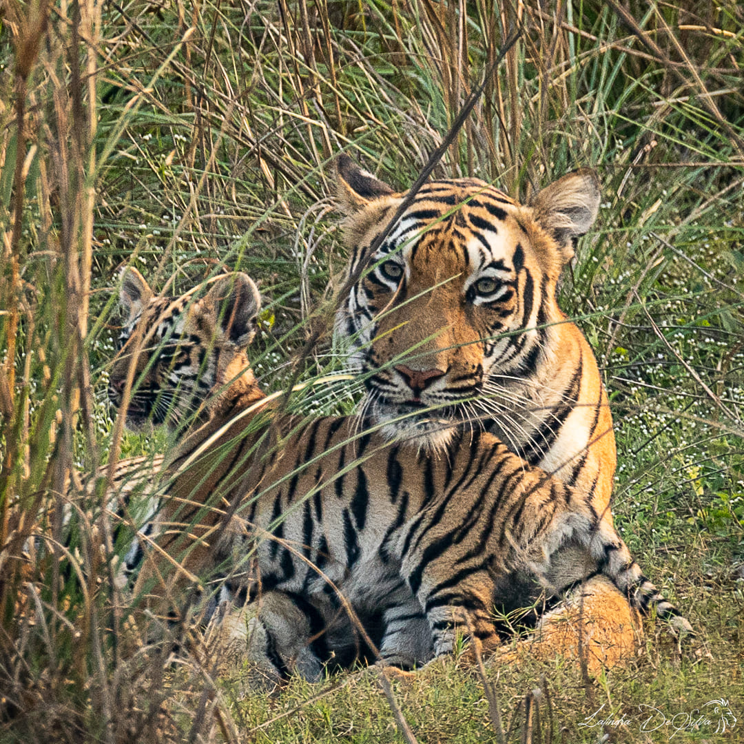 Tadoba