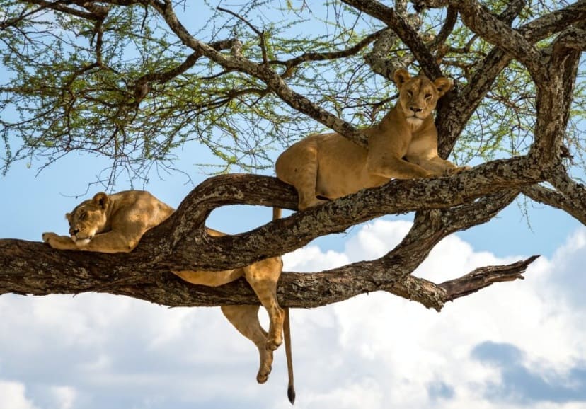 Lake Manyara National Park