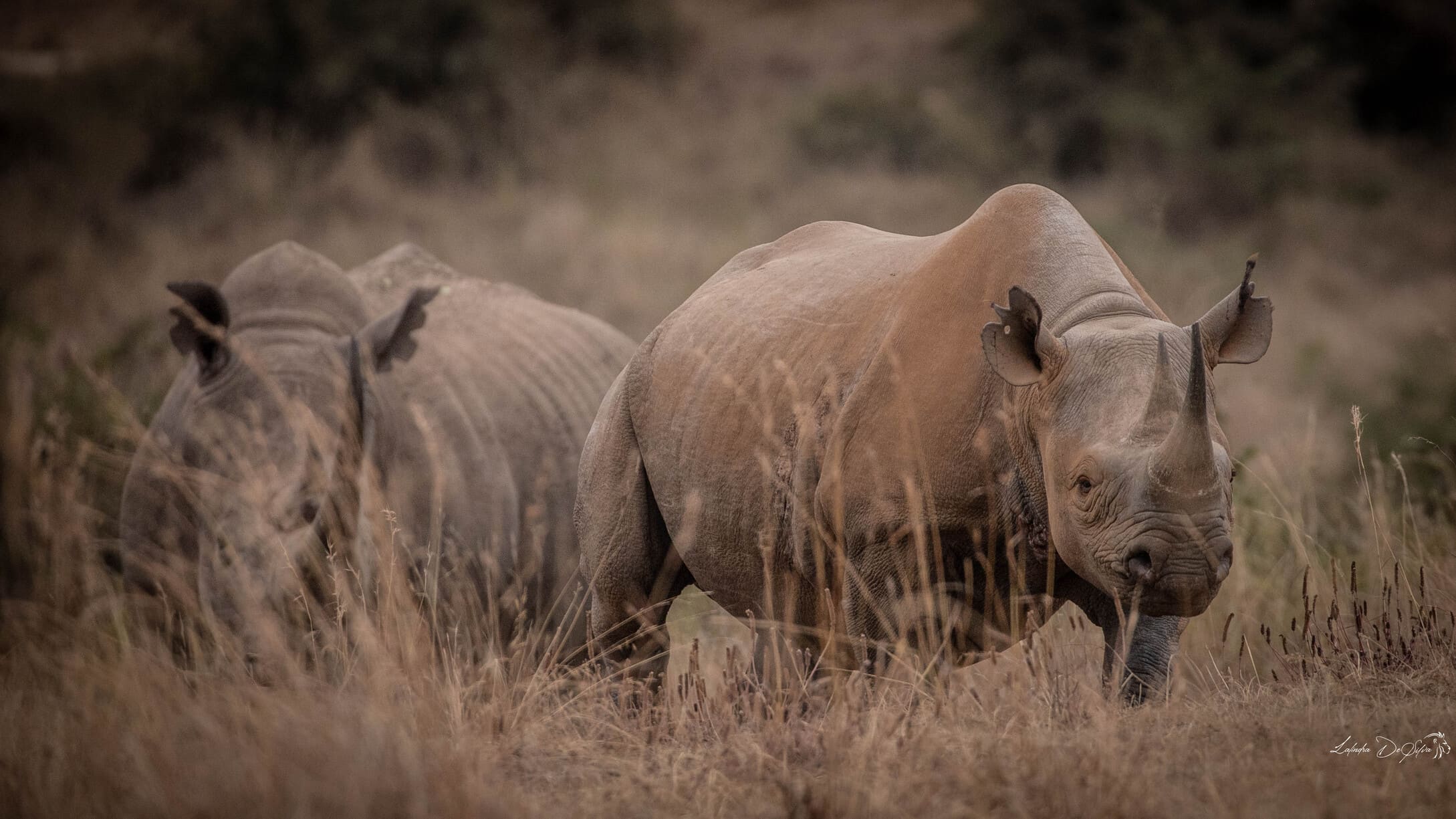Nairobi National Park